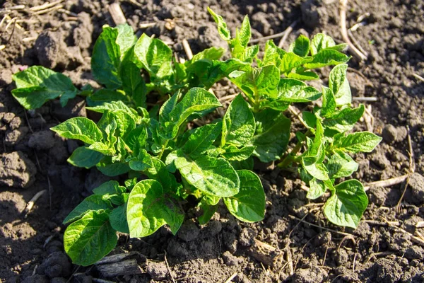 Sebze bahçe büyüyen genç patates bitki 