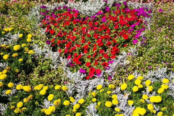 Floraison avec pétunia rouge et fleurs jaunes de souci dans le parc — Photo