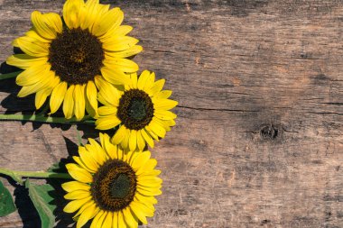 Ahşap arka plan üzerinde dekoratif ayçiçeği