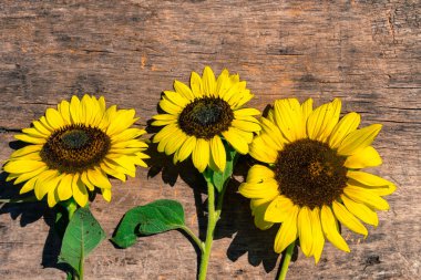 Ahşap arka plan üzerinde dekoratif ayçiçeği