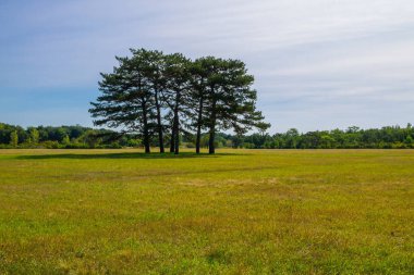 Askania-Nova dendroloji bahçeye rezerv, Ukrayna
