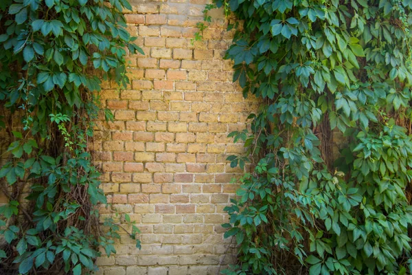 Τοίχο από τούβλα που καλύπτονται με τα πράσινα φύλλα από άγριο σταφύλι — Φωτογραφία Αρχείου