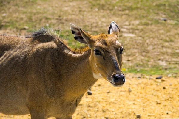 Nilgai o Blue Bull (Boselaphus Tragocamelus ) — Foto Stock