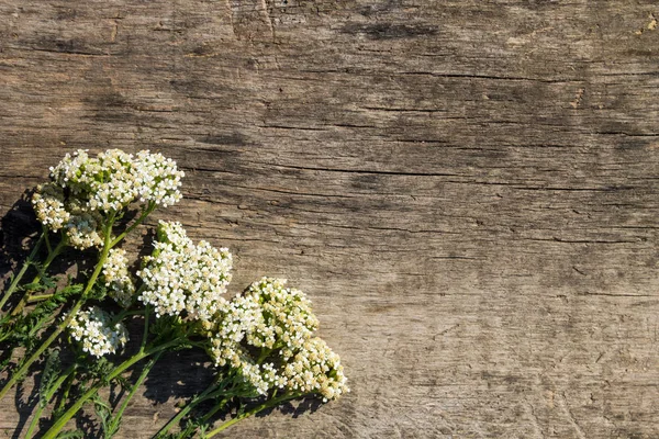 Flores de milenrama blanca (Achillea millefolium) sobre fondo de madera — Foto de Stock