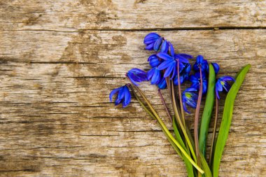Mavi scilla çiçek (Scilla siberica) veya Sibirya squill ahşap arka plan üzerinde