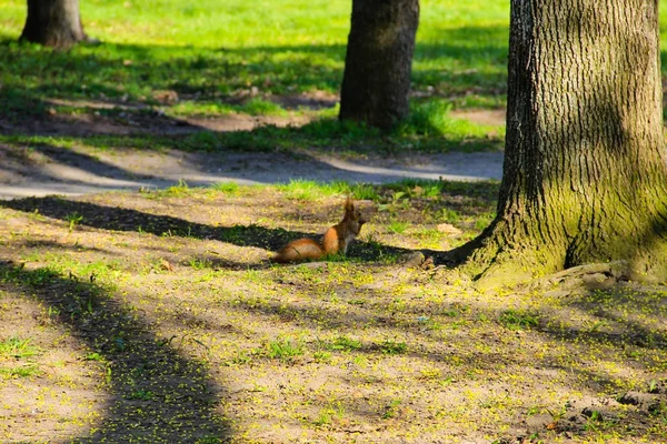 Parkta sincap — Stok fotoğraf