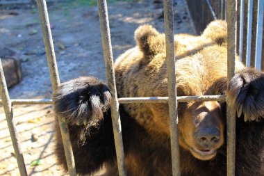 bir kafeste ayı