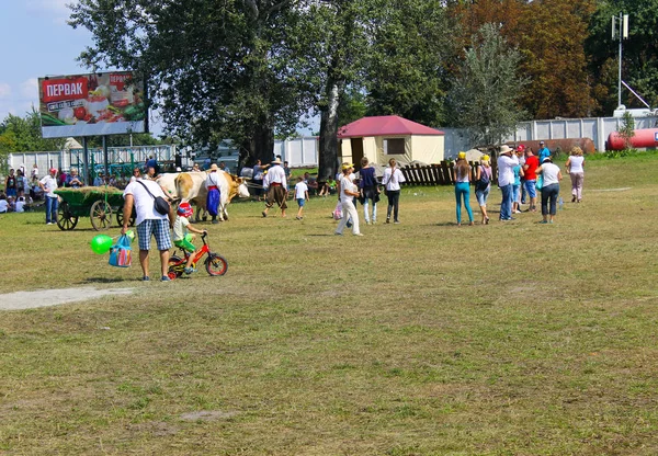 Cart with oxes on Sorochyn fair — Stock Photo, Image