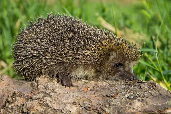 Junger stacheliger Igel auf dem Baumstamm — Stockfoto