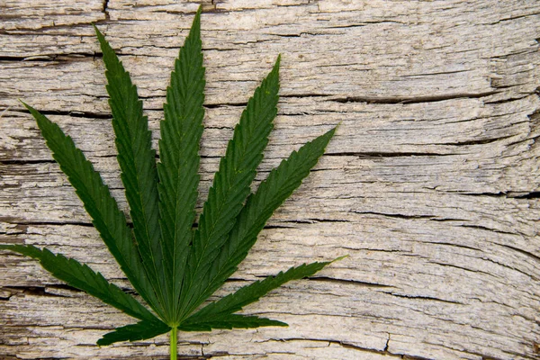 Hoja de cannabis verde sobre fondo de madera —  Fotos de Stock
