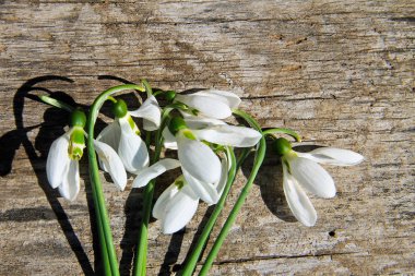 Ahşap arka plan üzerinde beyaz kardelen buket
