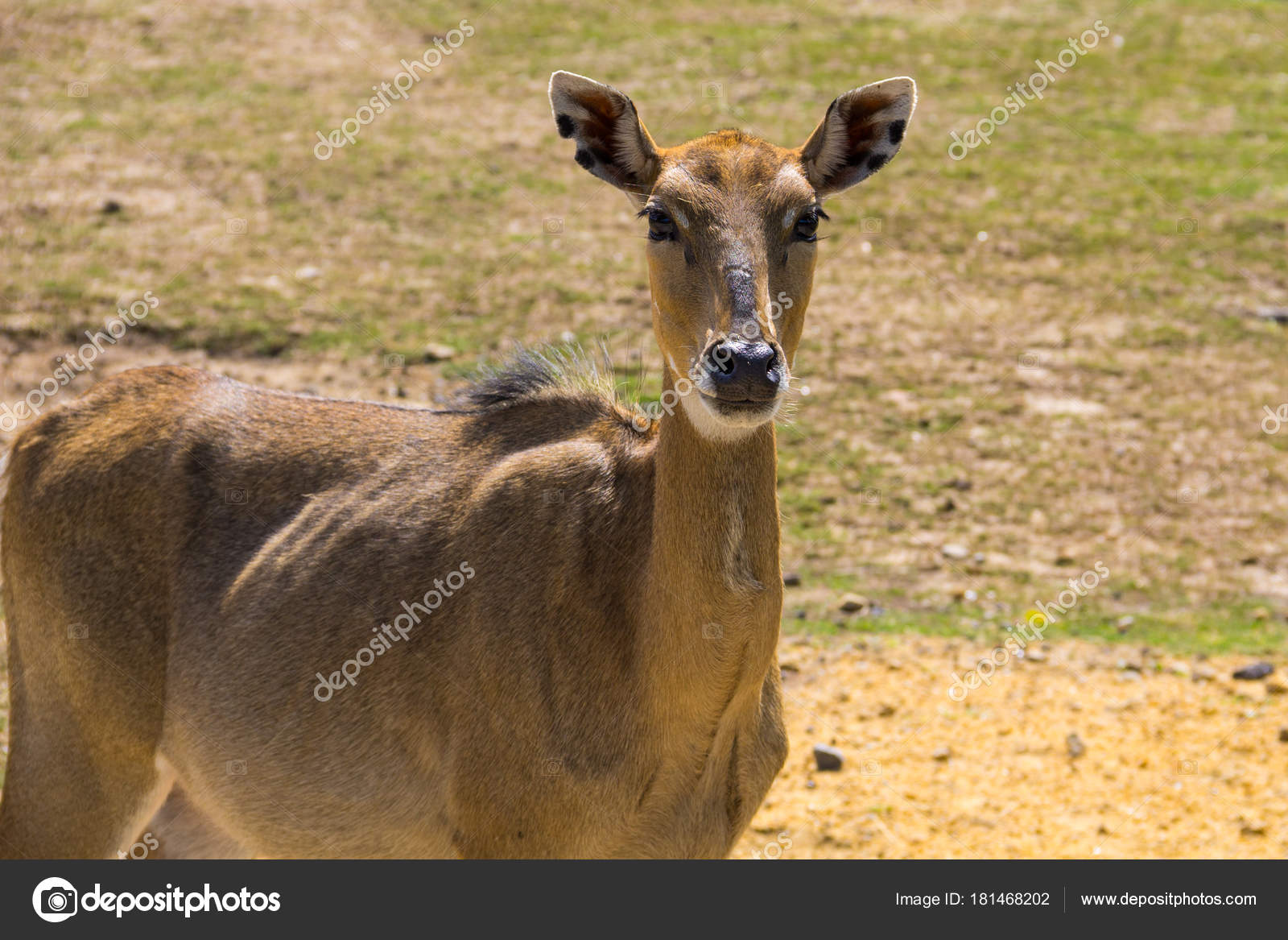 Nilgai Stock Photos, Royalty Free Nilgai Images | Depositphotos Nilgai Stock Photos, Royalty Free Nilgai Images | Depositphotos