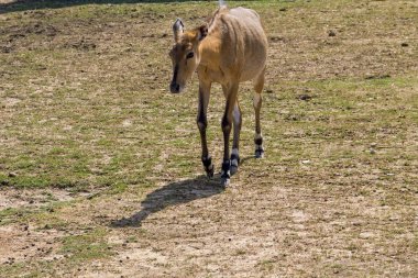 Nilgai veya mavi Boğa (Boselaphus Tragocamelus)