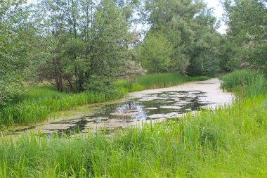 Küçük nehir duckweed ile büyümüş