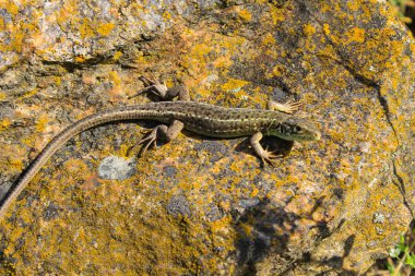 Taşın üzerindeki kertenkele