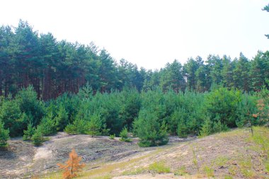 Uzun boylu çam ağaçlarının iğne yapraklı orman 