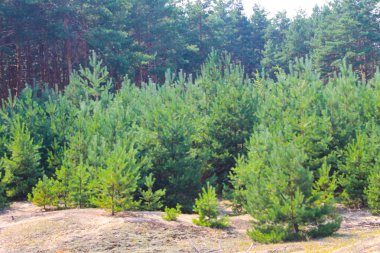 Uzun boylu çam ağaçlarının iğne yapraklı orman