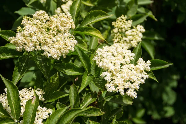 Vit äldre blossom (Sambucus nigra) — Stockfoto