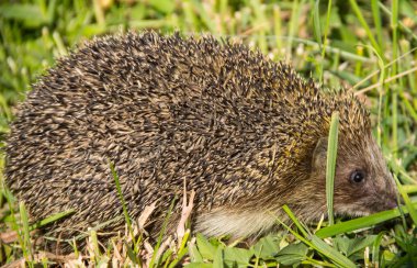 Yeşil çimenlerdeki genç dikenli kirpi