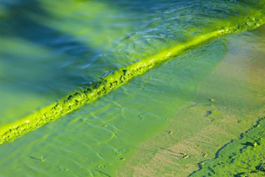 Çiçekli yeşil su. Yeşil algler nehri kirletti.