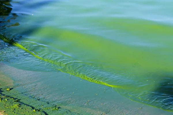 Kwitnąca zielona woda. Rzeka zanieczyszczona glonami zielonymi — Zdjęcie stockowe