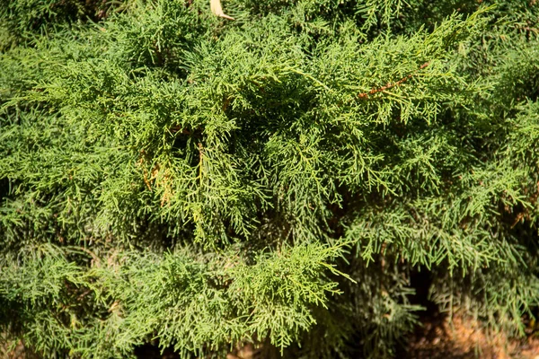 Yeşil ardıç çalılarının doğal arka planı — Stok fotoğraf