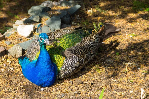 Indiai peafowl vagy kék peafowl (Pavo cristatus) — Stock Fotó