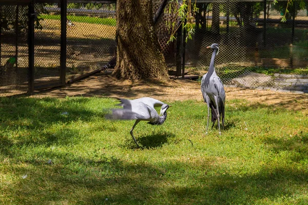 Demoiselle crane (Grus virgo) — Stockfoto