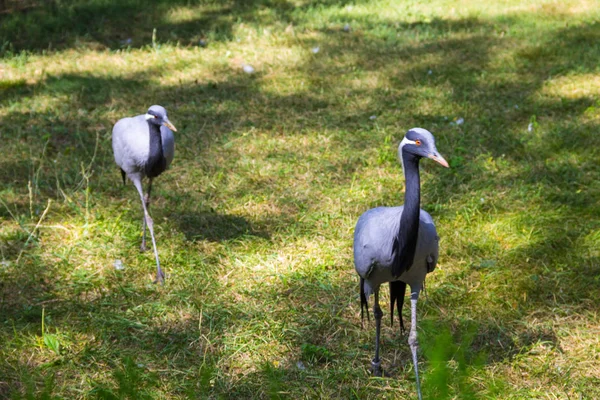 Anthropoides virgo (Grus virgo) — Foto Stock