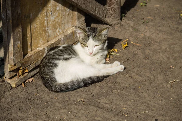 地面に家のない小さな子猫 — ストック写真