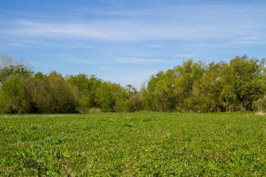 Yeşil çayır ve ağaçlarla kaplı ilkbahar manzarası