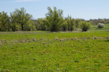 Yeşil çayır ve ağaçlarla kaplı ilkbahar manzarası