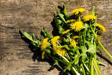 Rustik ahşap zemin üzerine sarı karahindiba çiçekler. Üstten Görünüm