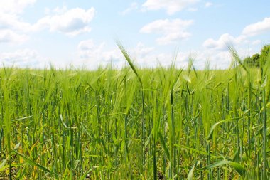 Yeşil buğday tarlası