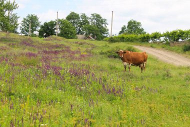Kahverengi inek mera üzerinde