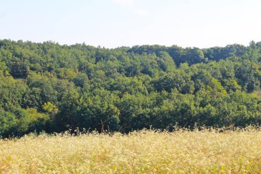 Yaz, yatay, çayır, ağaçlar ve tepeler