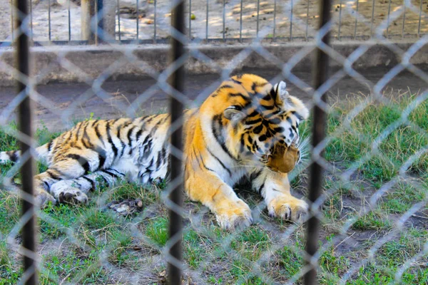 Tijger in een kooi — Stockfoto