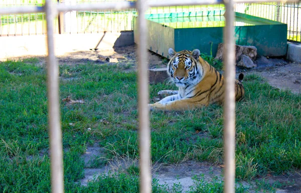 Tigre en una jaula — Foto de Stock