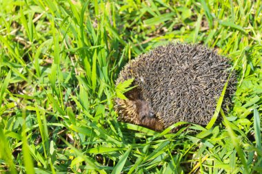 Yeşil çimlerde kirpi