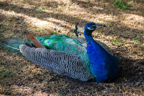 Peafowl indiano ou pavão azul (Pavo cristatus) — Fotografia de Stock