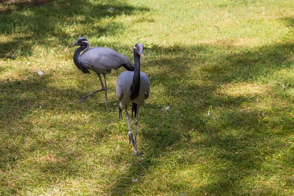 Anthropoides virgo (Grus virgo) — Foto Stock