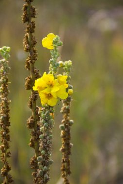 Bir çayır üzerinde büyük sığırkuyruğu (Verbascum thapsus)