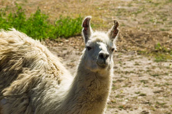 Beyaz bir lama portresi — Stok fotoğraf