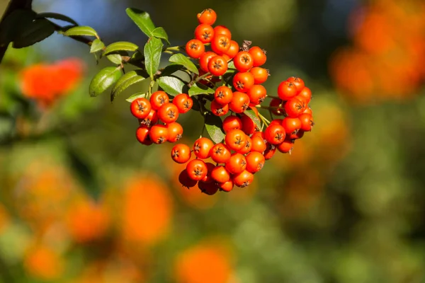 Оранжевые осенние ягоды Пираканты с зелеными листьями — стоковое фото