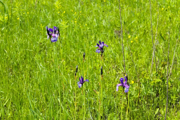 Flores de iris azul salvaje —  Fotos de Stock