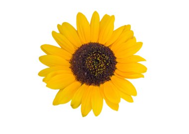 Beyaz arkaplanda izole edilmiş ayçiçeği