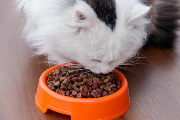 Пушистый милый кот ест сухой кошачий корм из оранжевой миски — стоковое фото