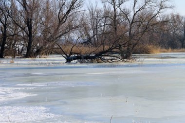 Donmuş su ve ağaçları ile kış çayır