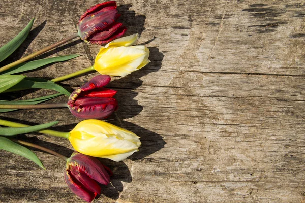 Tulipanes rojos y amarillos sobre fondo rústico de madera — Foto de Stock