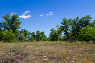 Yaz, yatay, yeşil ağaçlar, çayır ve mavi gökyüzü